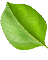 Shape Image